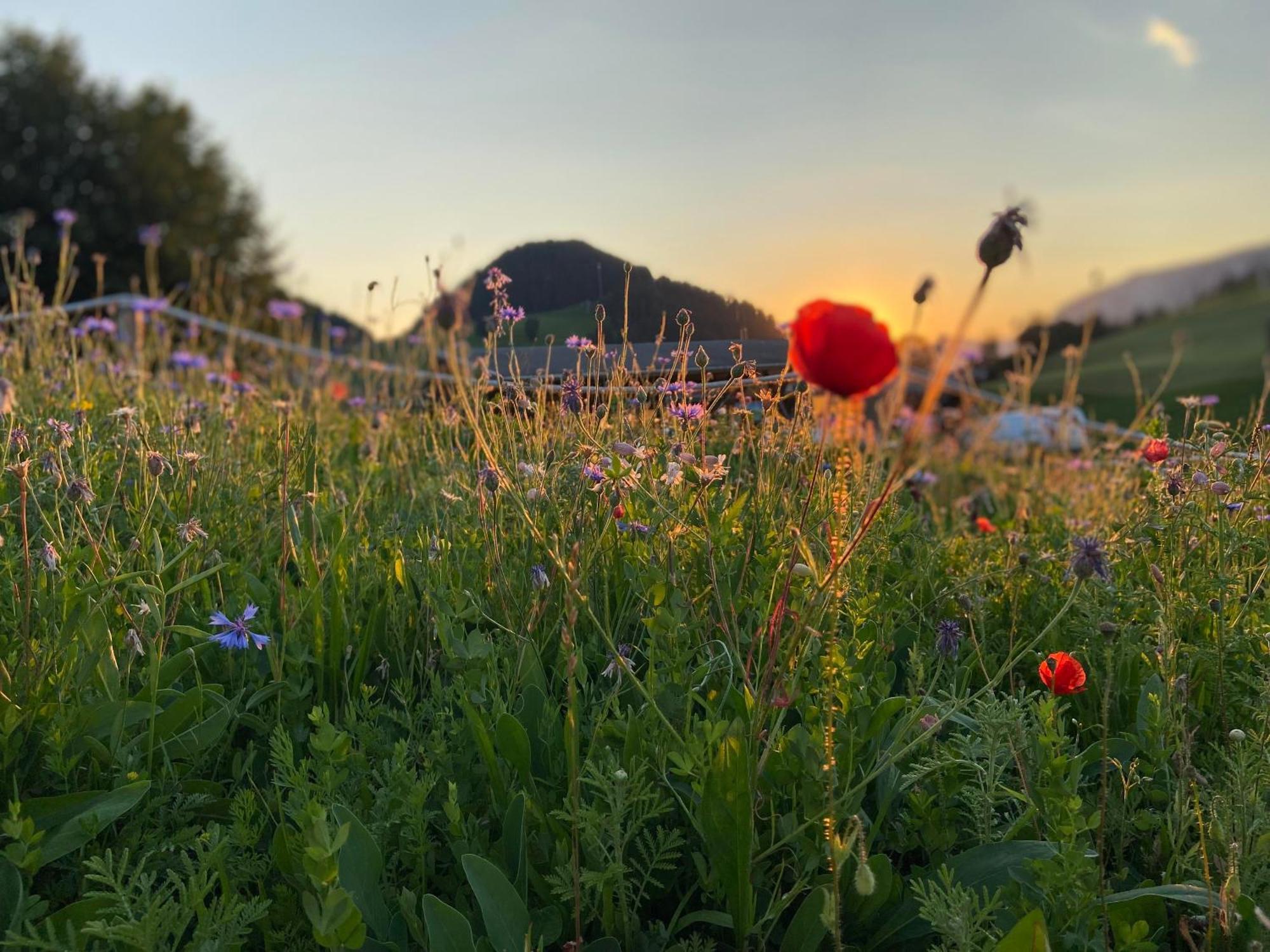 Appartamento Haus Chorblick Westendorf Esterno foto